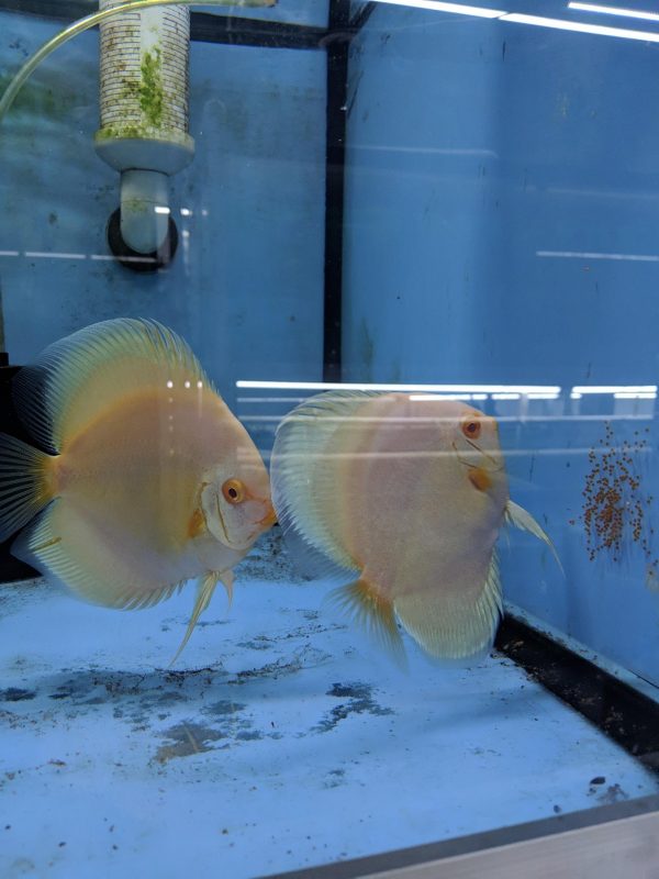 Albino Platinum Discus Fish, Proven Breeding Pair for Sale
