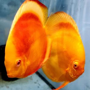 Albino Golden Melon Discus Fish, Proven Breeding Pair for Sale