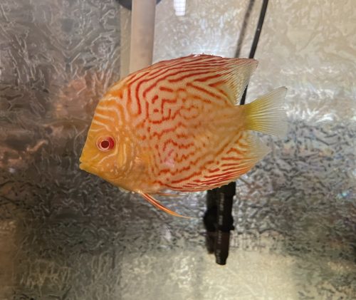 Golden Leopard Discus, Red Base photo review