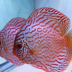 Red Turquoise Discus Fish, Proven Breeding Pair for Sale
