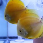 Golden Diamond Discus Fish, Proven Breeding Pair for Sale