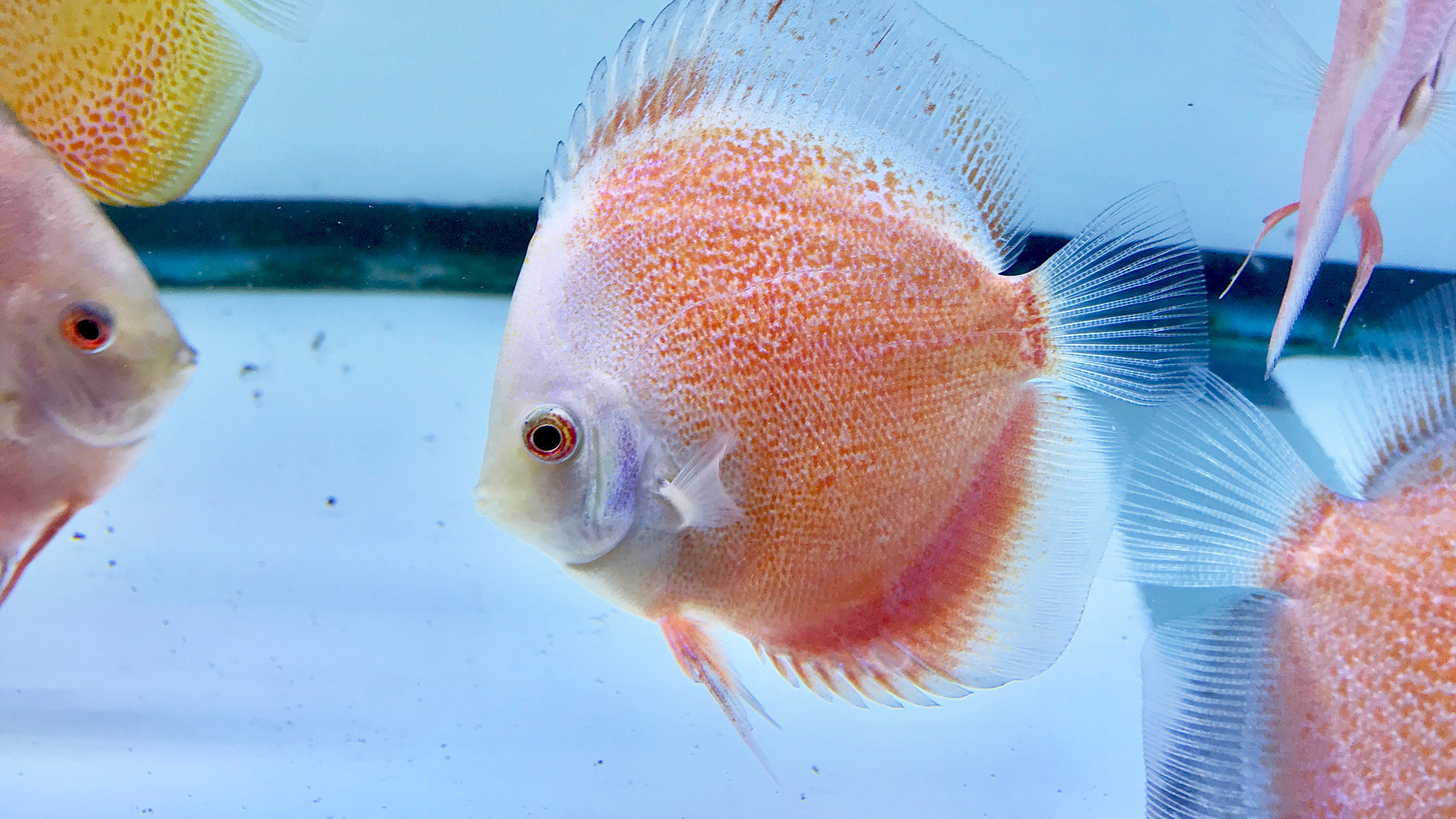 Snow Eruption Leopard Discus, Red Base – Discus.com