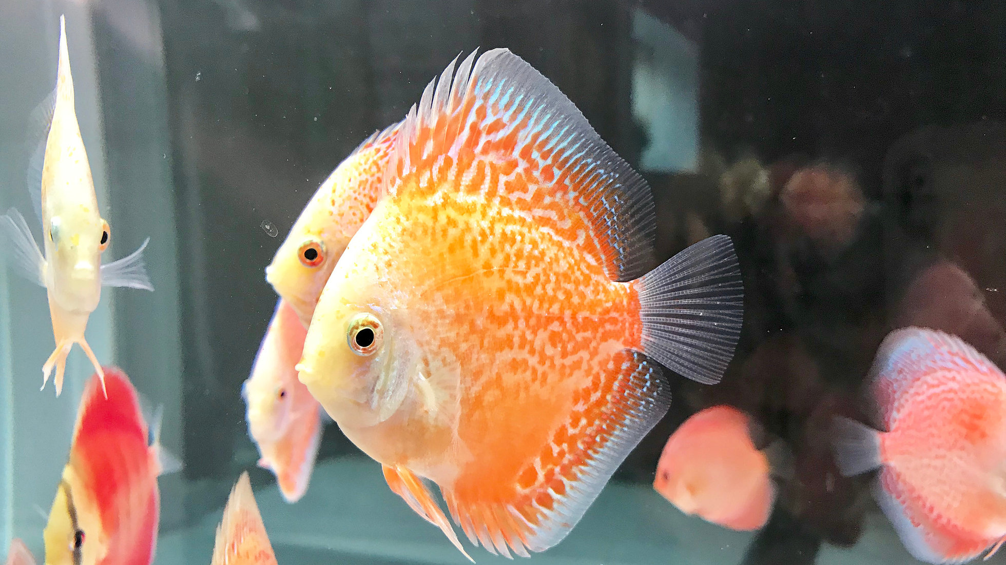 Ring Leopard Discus has spots clustering together forming patterns of rings  on its body. The more rings on its body, the mo… | Discus, Discus fish,  Circular pattern