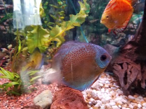 Blue Red Scorpion Discus photo review