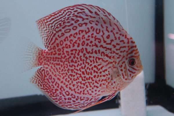 5.0-5.5″ Panthera Leopard | Chicago Discus | Your discus fish specialty  store