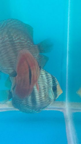 Red Heckel Alenquer Cross Discus photo review