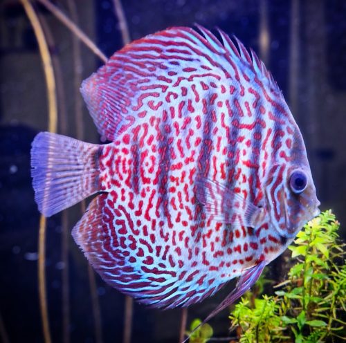 Red Ring Leopard Discus photo review