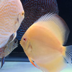 hybrid cultivated discus fish for sale