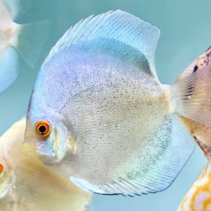 Silver Discus