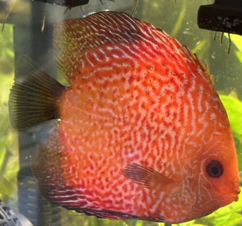 Golden Pigeon Leopard Discus, White Base photo review