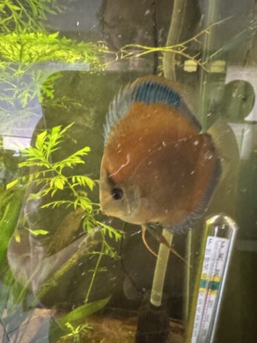 Wild-Caught Brown Red Jacarecappa Discus photo review
