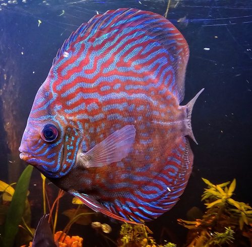 Red Royal Flora Discus photo review
