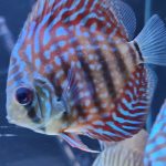 Galaxy Turquoise Discus photo review