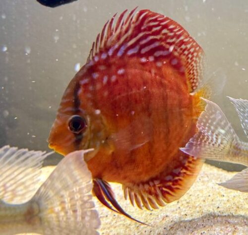 Wild Super Red Cuipeua Discus photo review