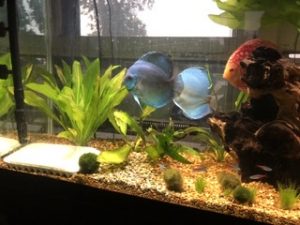 High Bodied Blue Diamond Discus With Deep Blue Gene photo review