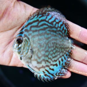 Sera 326 Discus Color Blue - 250ML - Natural Colour Enhancing Fish