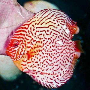 Albino Red Spotted Green