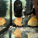 Golden Pearl Pigeon Snakeskin Discus photo review