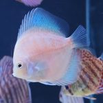 Yellow Leopard Discus photo review
