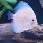 Yellow Leopard Discus photo review