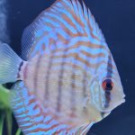 Turquoise Alenquer Cross Discus, Green Base photo review