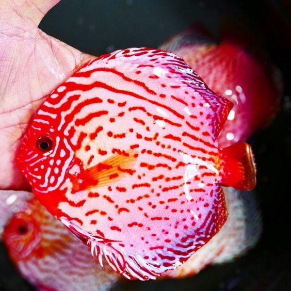 Leopard Turquoise Discus - Wattley Discus