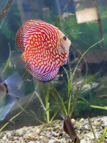 Albino Snakeskin Discus photo review