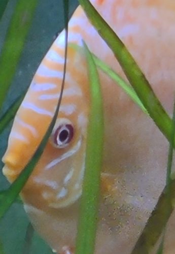 Albino Rafflesia Discus photo review