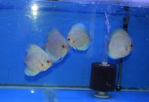 High Bodied Classic Blue Diamond Discus photo review