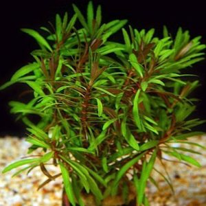 New / Limited Plants
