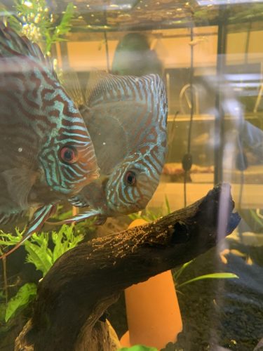 Brilliant Blue Turquoise, Proven Breeding Pair photo review