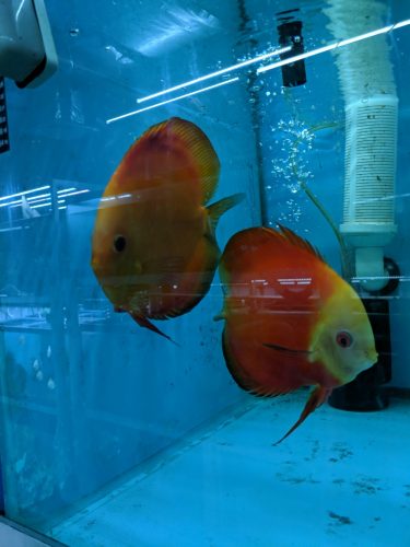 Fuji Red Tangerine Discus, Proven Pair photo review