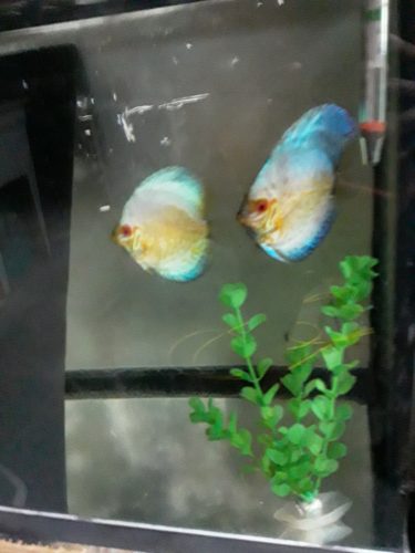 High Bodied White Butterfly Discus photo review
