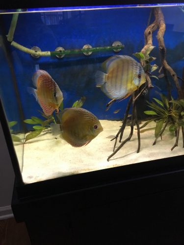 Classic Wild Tefe Green Discus photo review