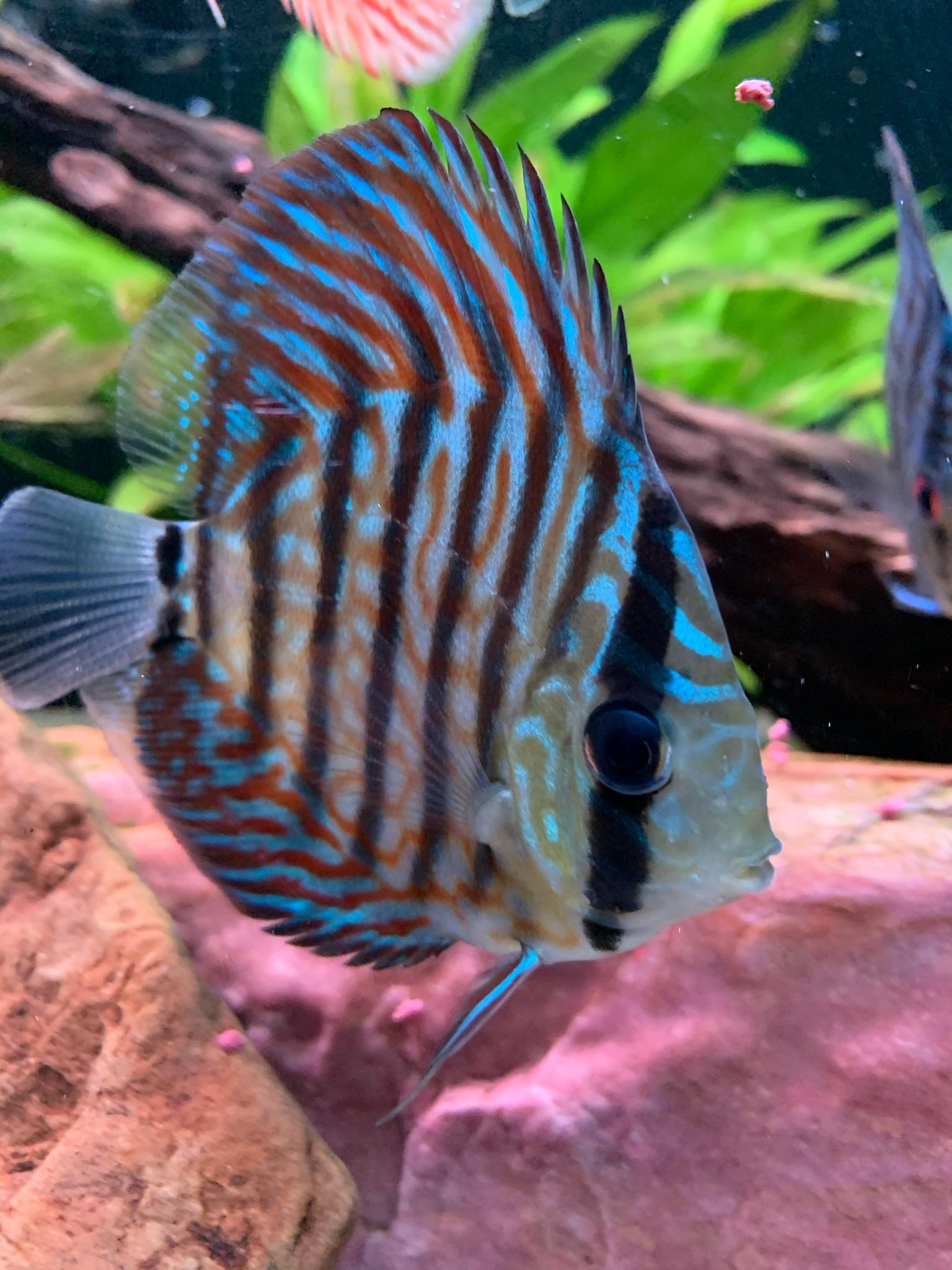 High Bodied Blue Tiger Turquoise Discus – Discus.com