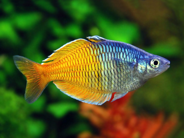 Bosmani Rainbow Fish – Discus.com