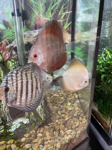 Red Ghost Discus, Light Base photo review