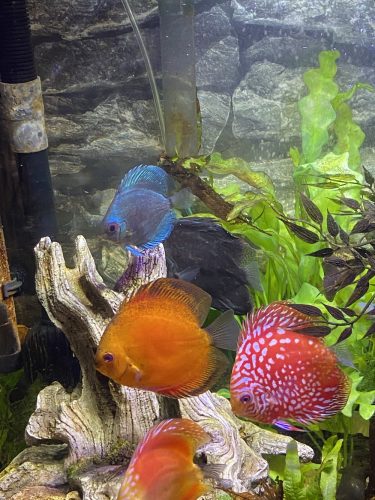 Mosaic Turquoise Discus, Blue Base photo review