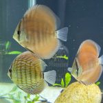 Red Cover Discus photo review
