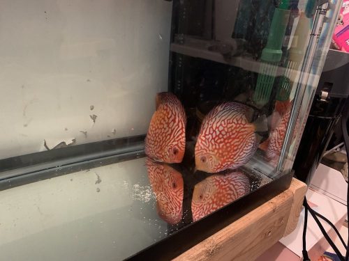 Checkerboard Pigeon Discus, Thick Pattern, Proven Breeding Pair photo review