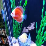 Albino Red Cover Discus photo review