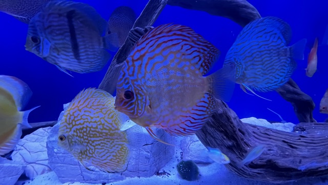 Royal Flora Discus, Yellow Base – Discus.com