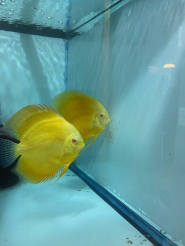 Full Yellow Faced Albino Millennium Gold, Proven Breeding Pair photo review
