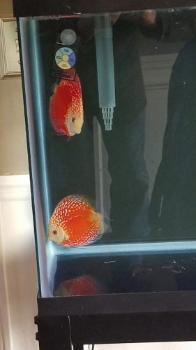 Rafflesia Discus, Clustered Pattern photo review