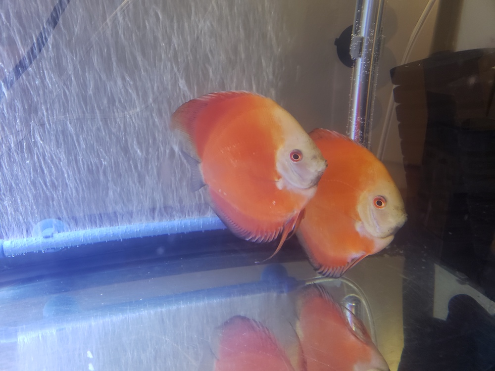 Fuji Red Tangerine Discus, Proven Pair – Discus.com