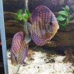 Mosaic Turquoise Discus, Proven Breeding Pair photo review
