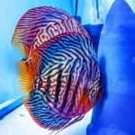 German Red Turquoise Discus, Proven Breeding Pair photo review