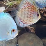 Brilliant Blue Turquoise Discus, Green Base photo review
