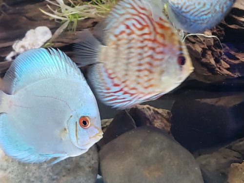Blue Diamond Discus With Deep Blue Gene photo review