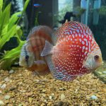 Super Pigeon Snakeskin Discus, Yellow Base photo review